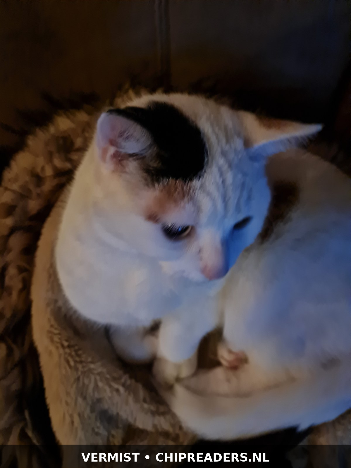 Foto van Snowy