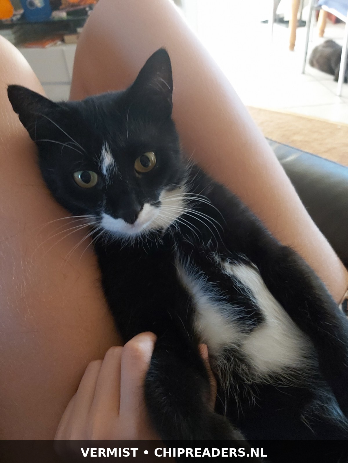Nero foto 1