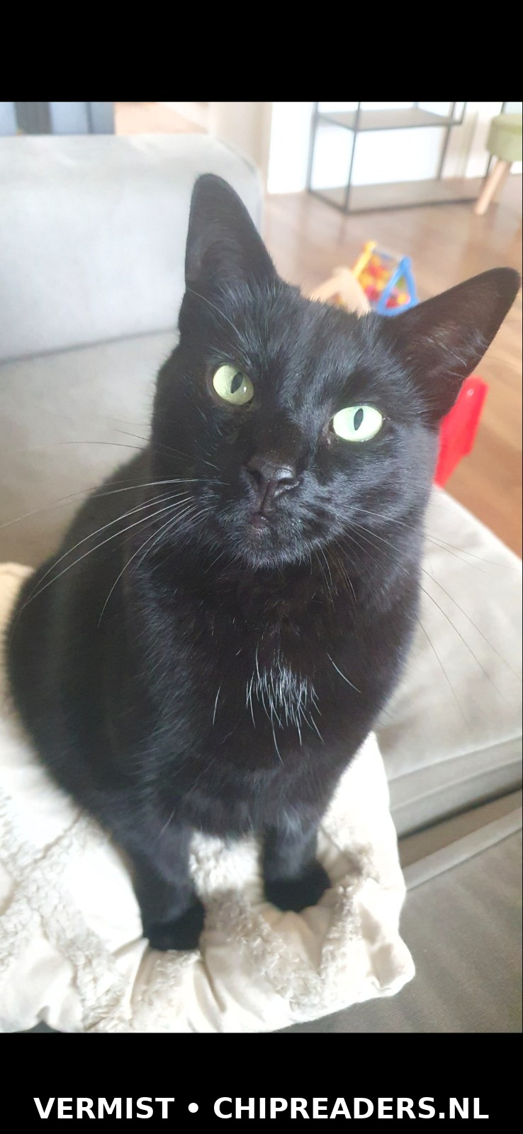 Simba foto 1