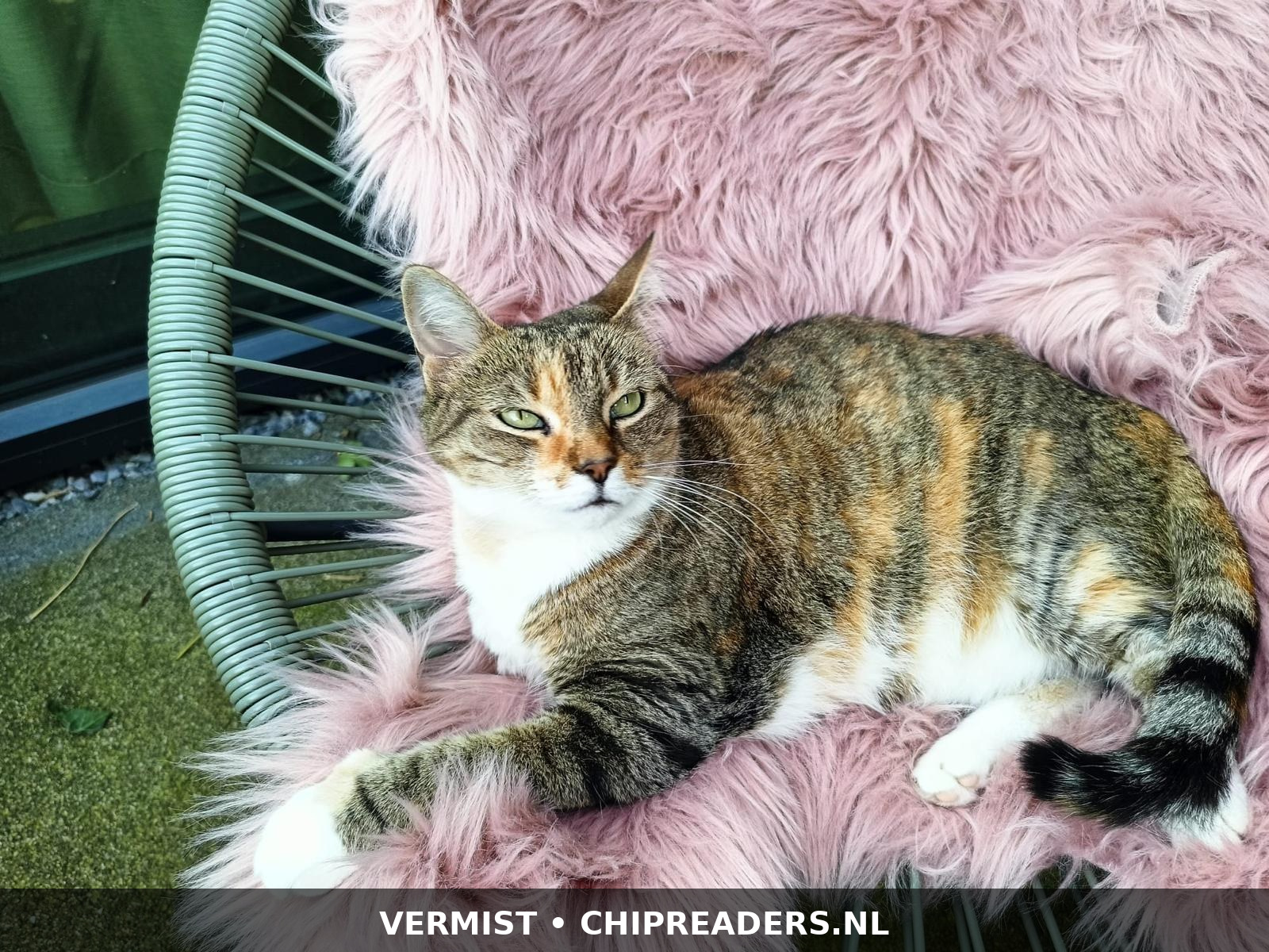 Foto van Mingo