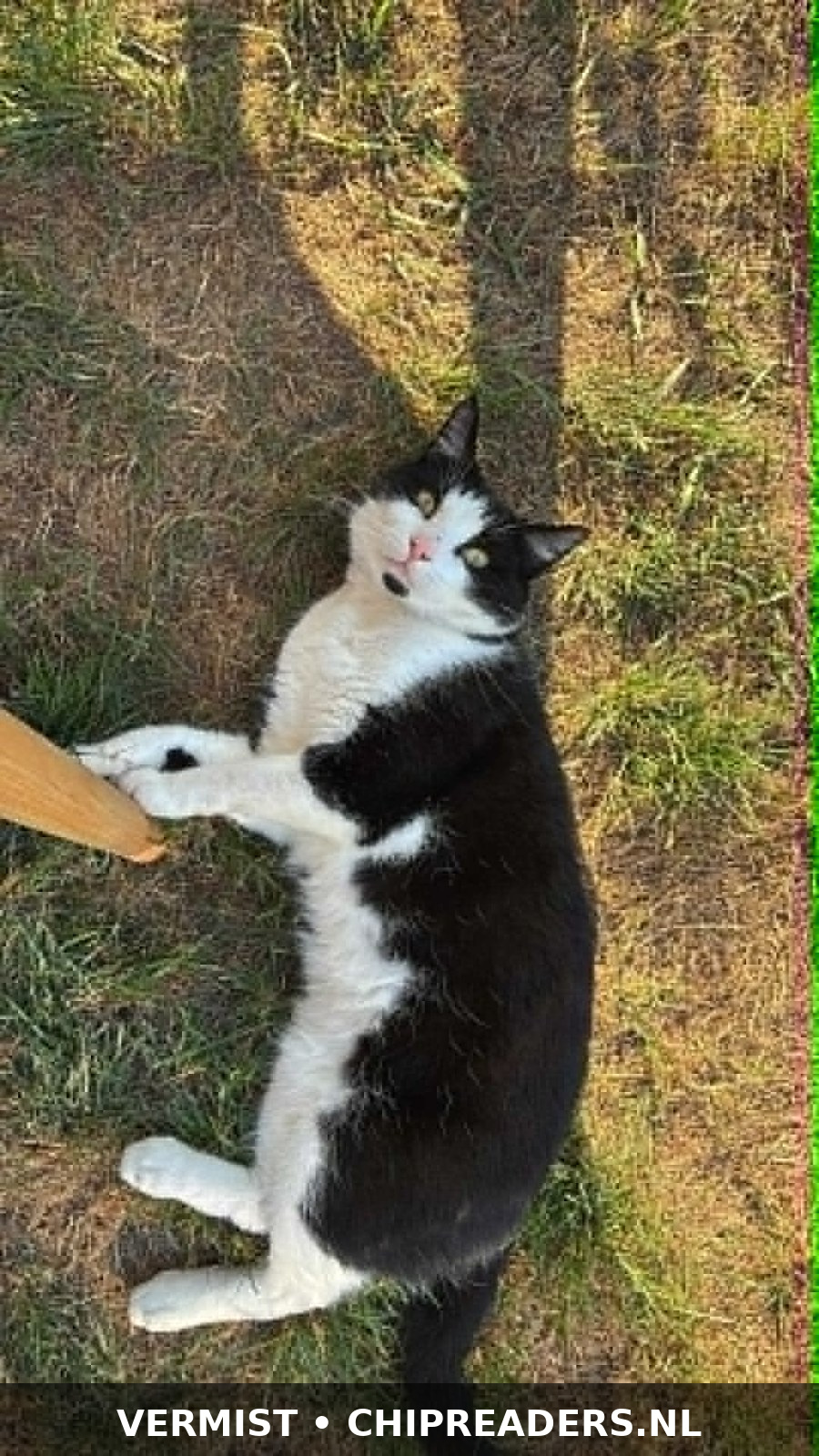 Foto van Felix