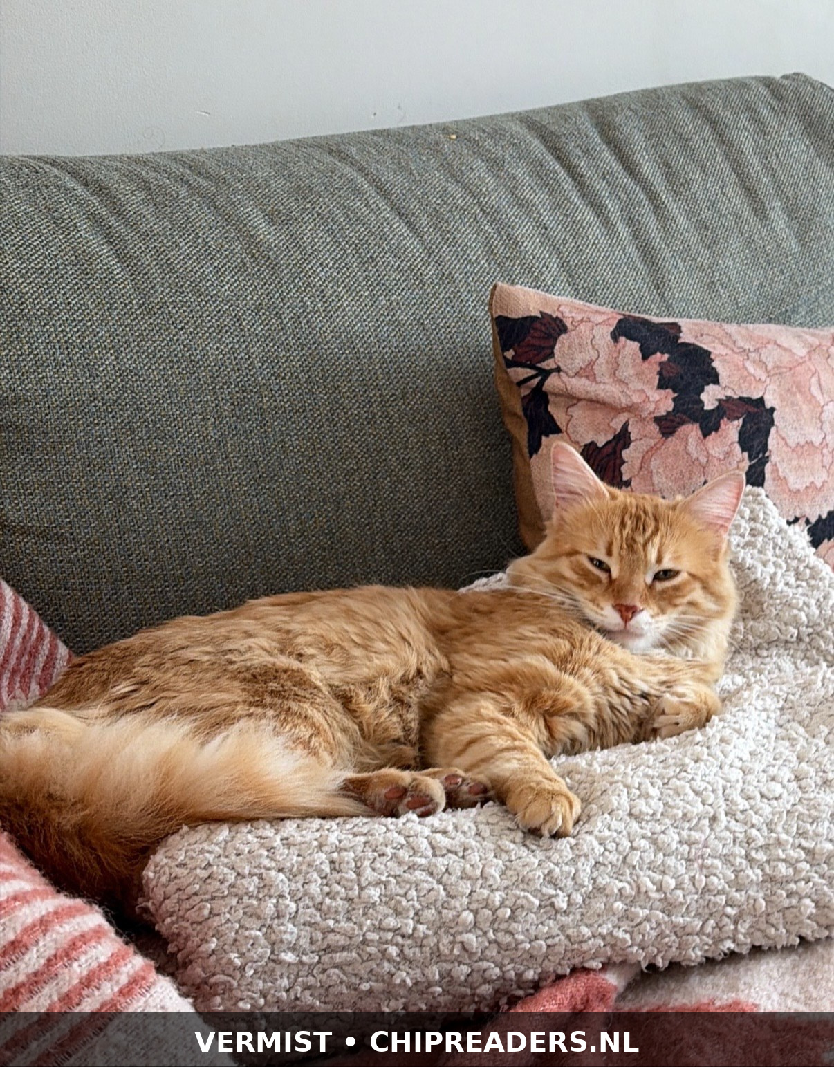 Toby