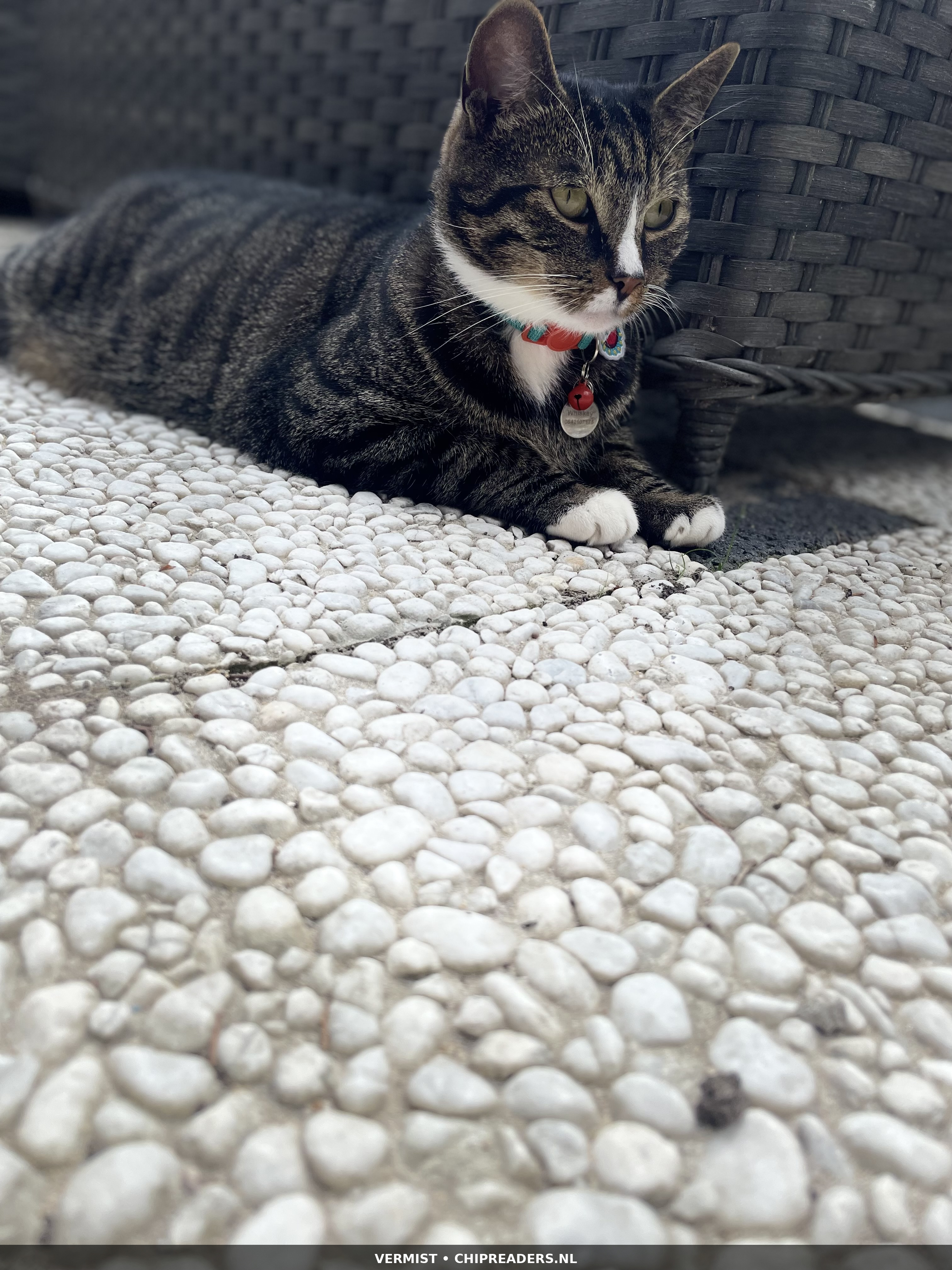 Whiskey foto 6