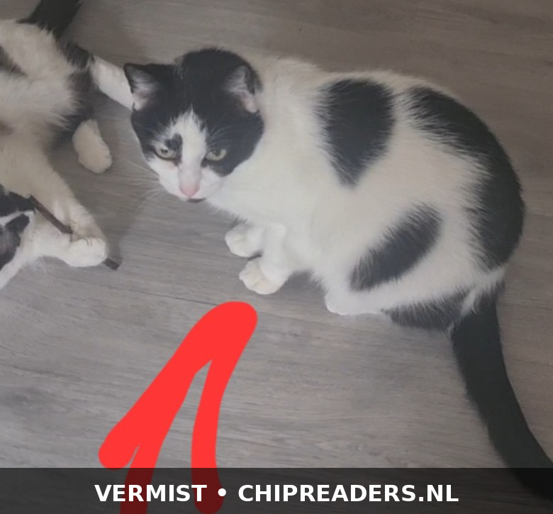 Foto van Boncuk