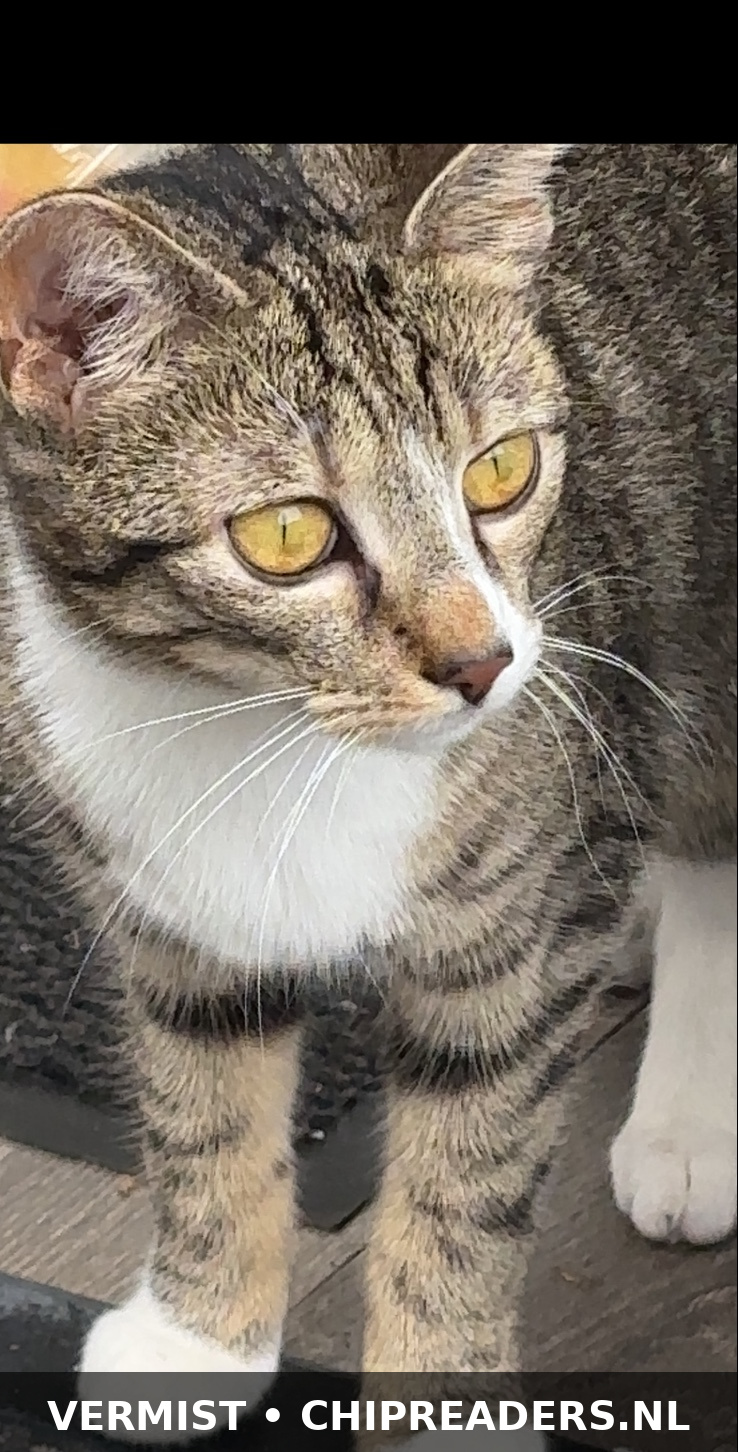 Nala