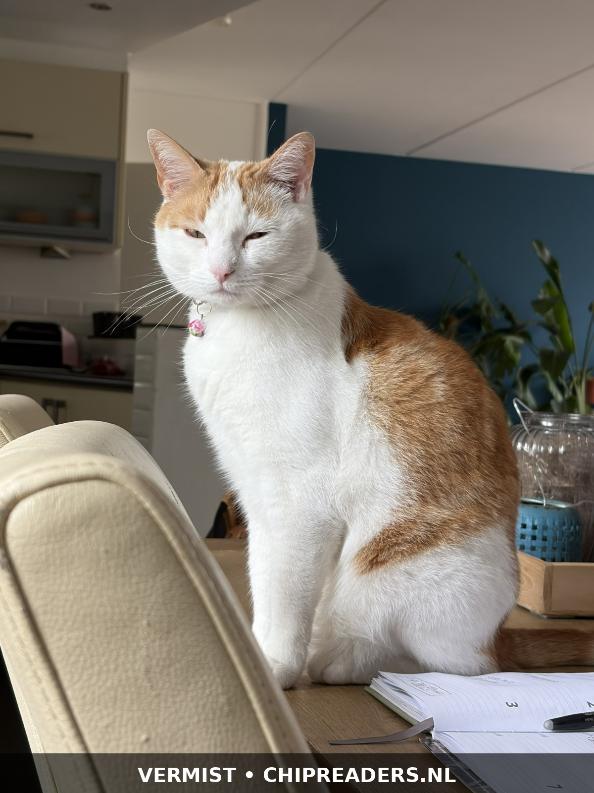 Koos(je) foto 1