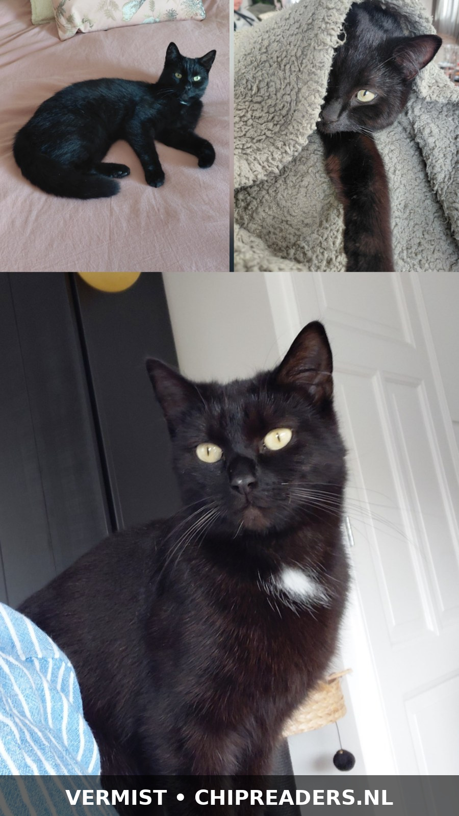 Foto van Luna