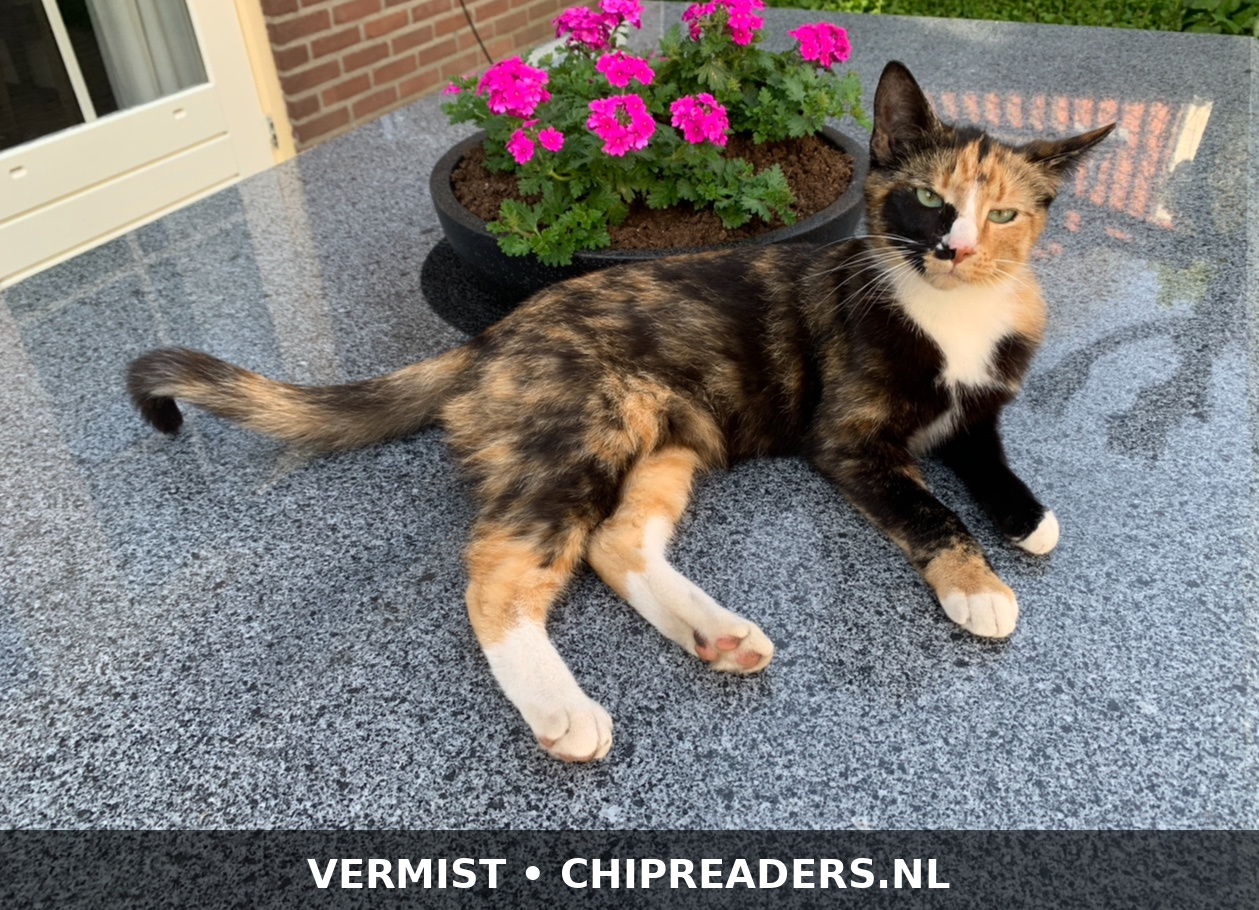 Foto van Pip