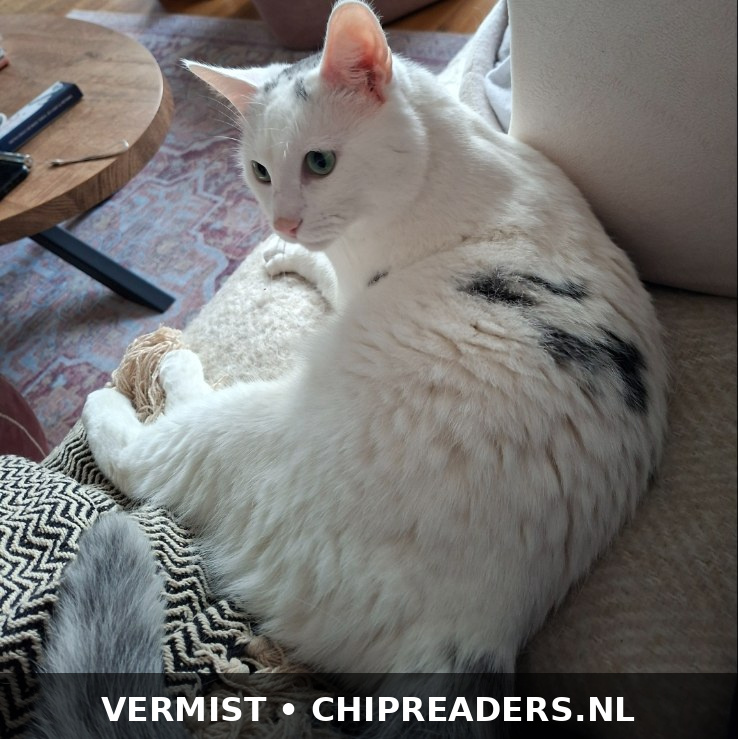 Foto van Muis