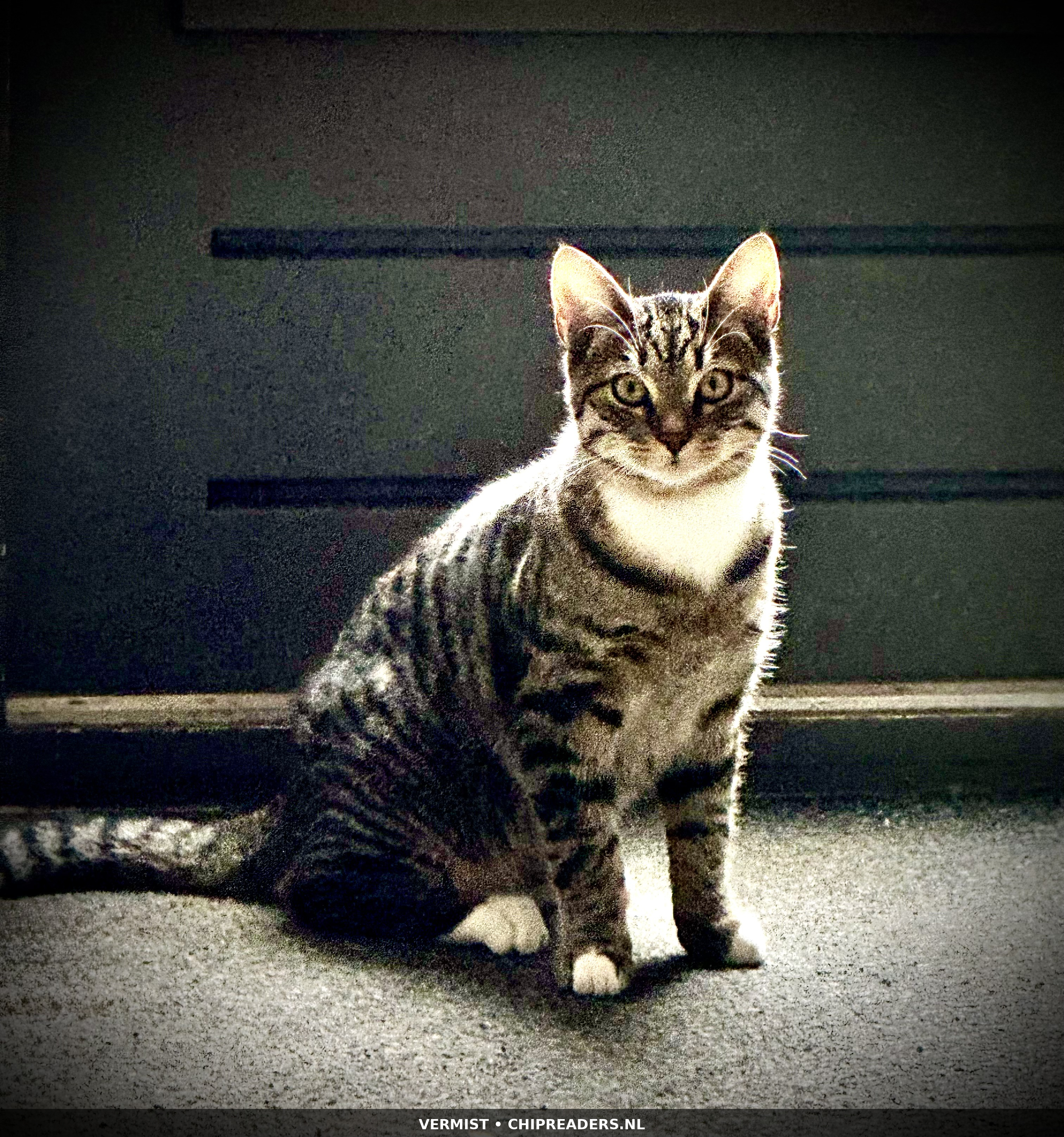Floki  (bijnaam Flokemans) foto 5