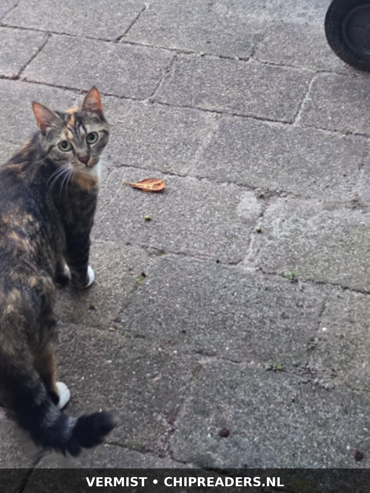 Foto van Mia