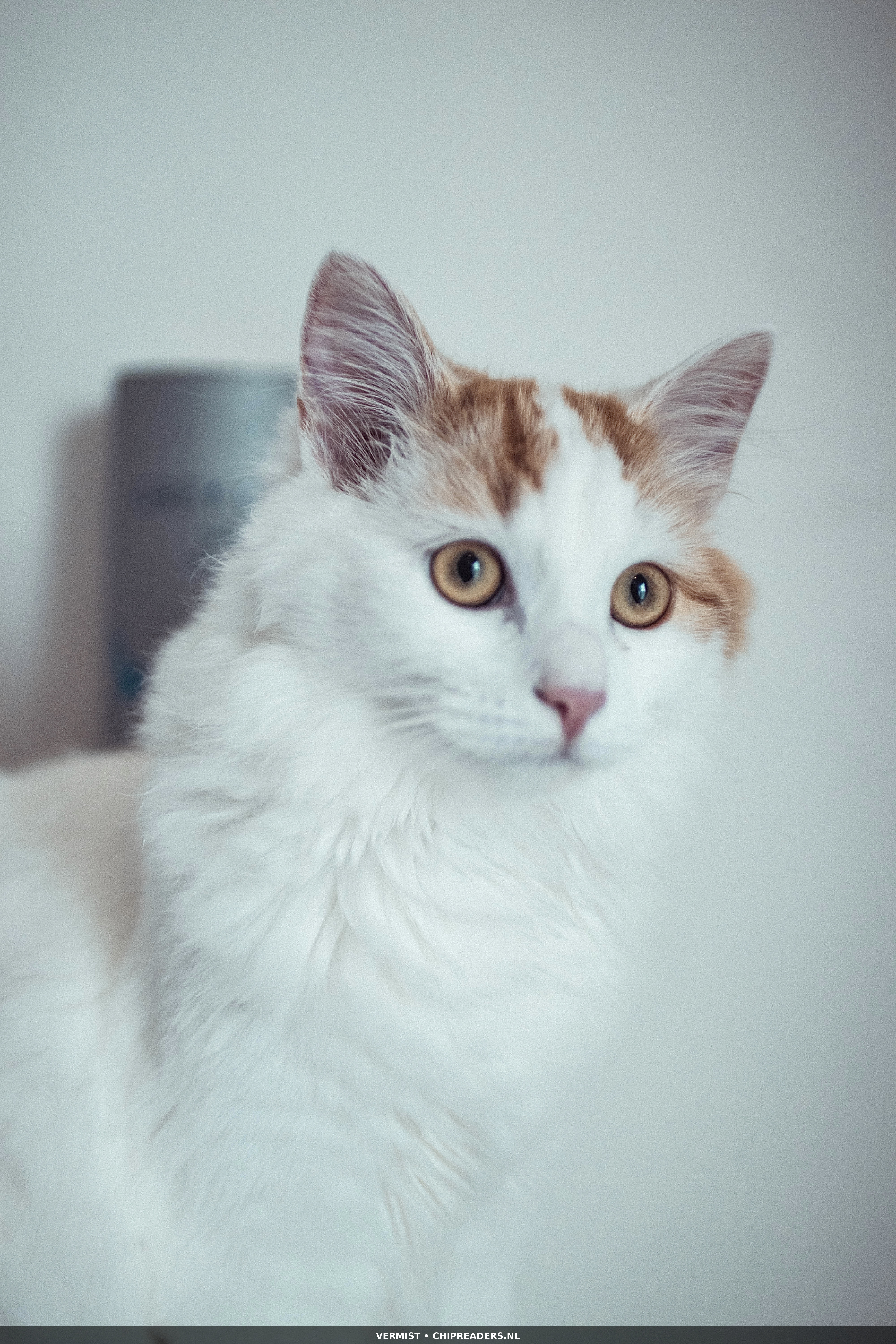 Serafina / roepnaam Mini foto 3