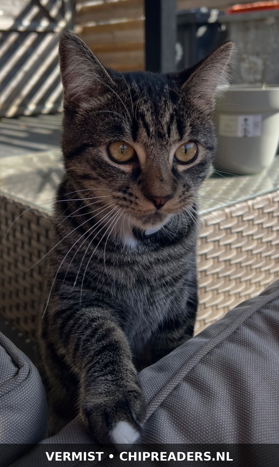 Foto van Pelle