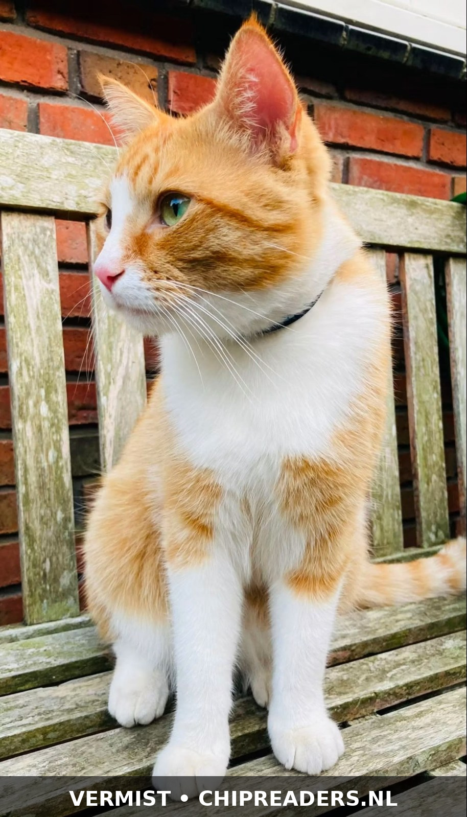 Sammy