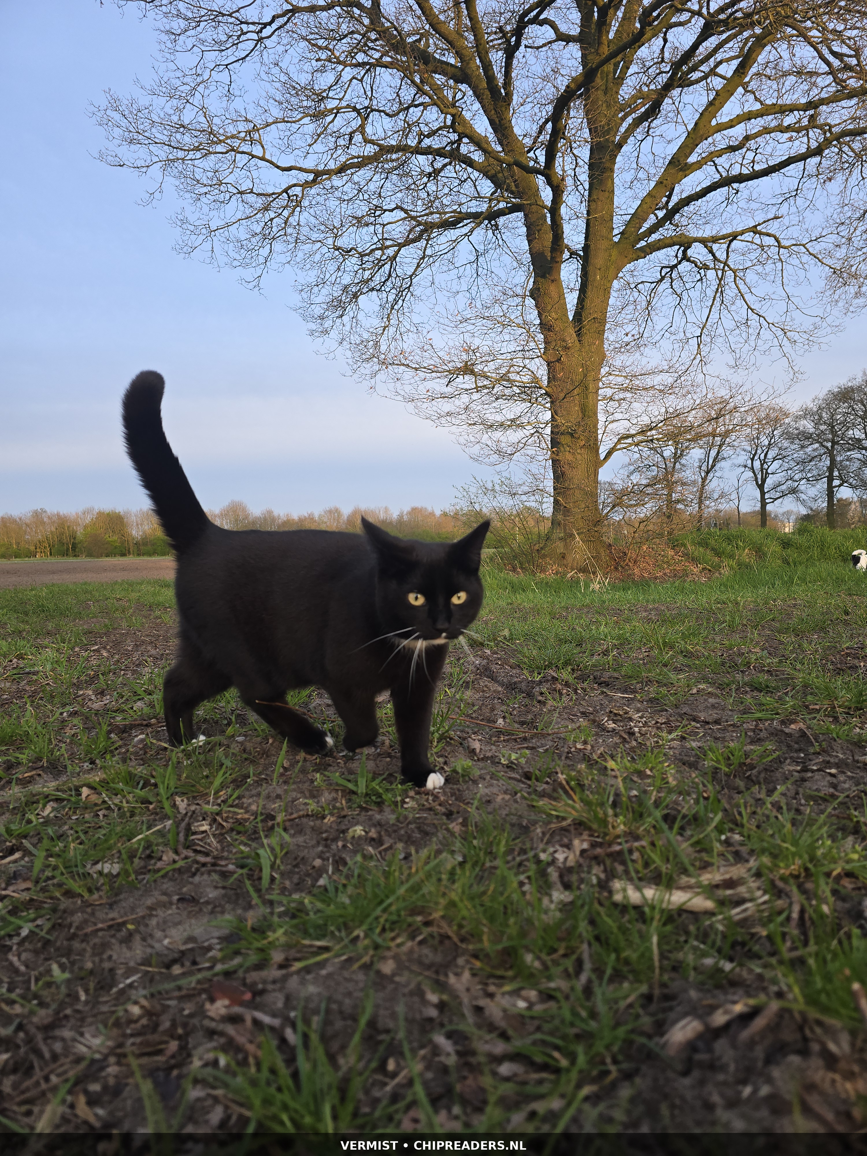 Tinus foto 4