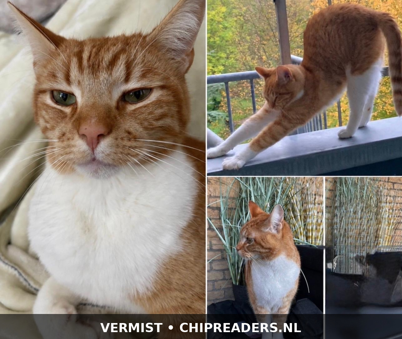 Foto van Red