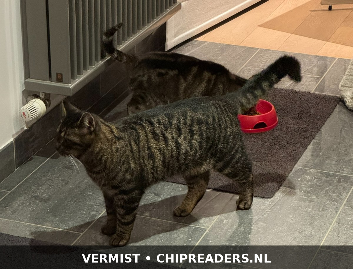 Foto van Kylo