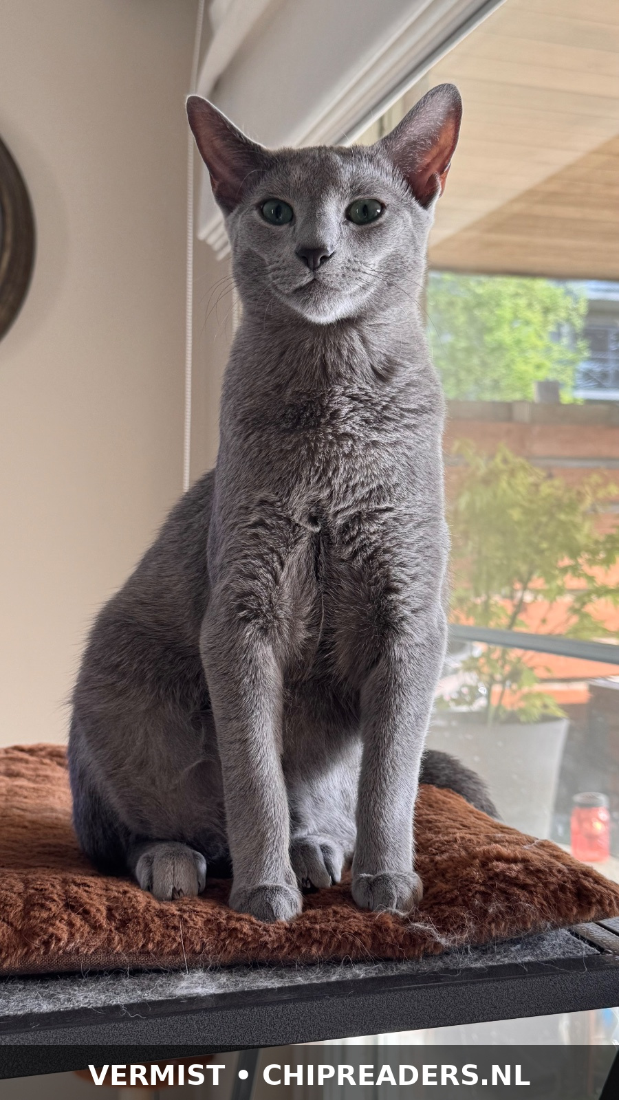 Cooper
