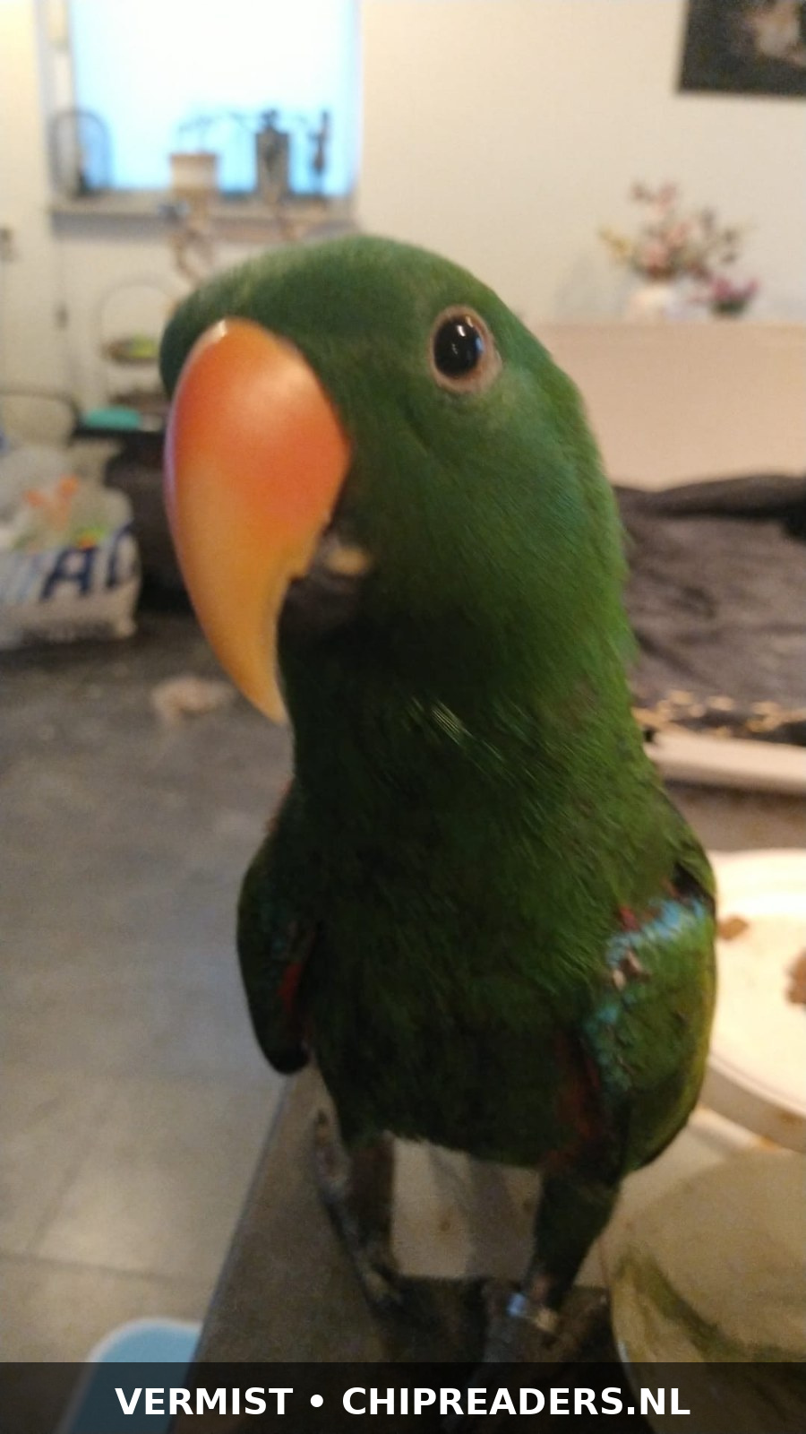 Foto van Bowie