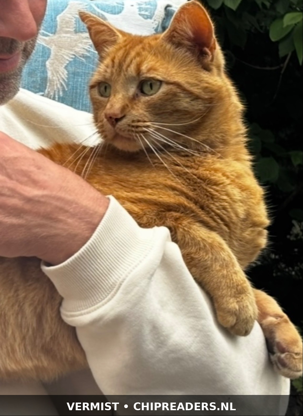 Foto van Tijgertje