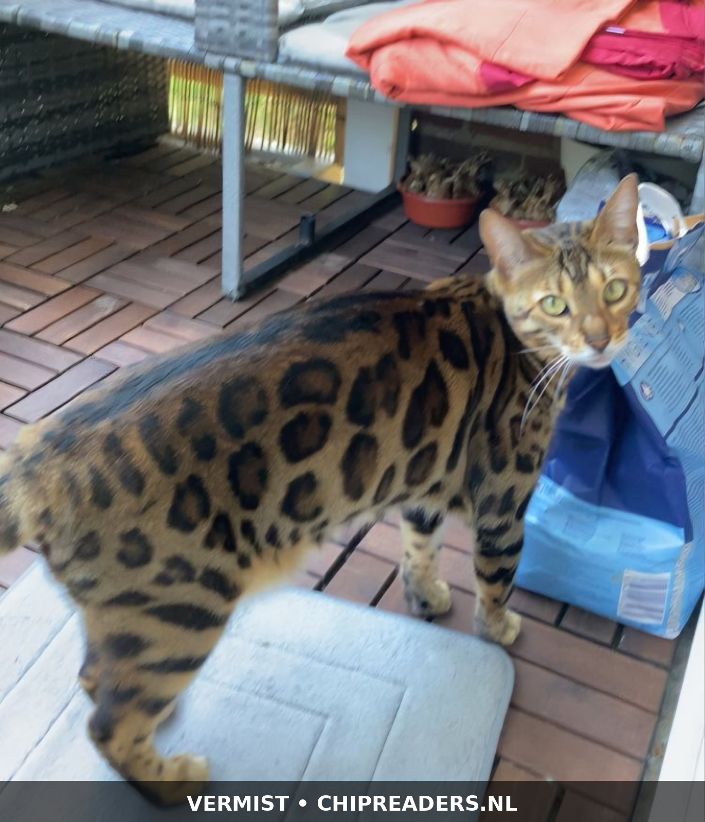 Cleo(Felicitas)