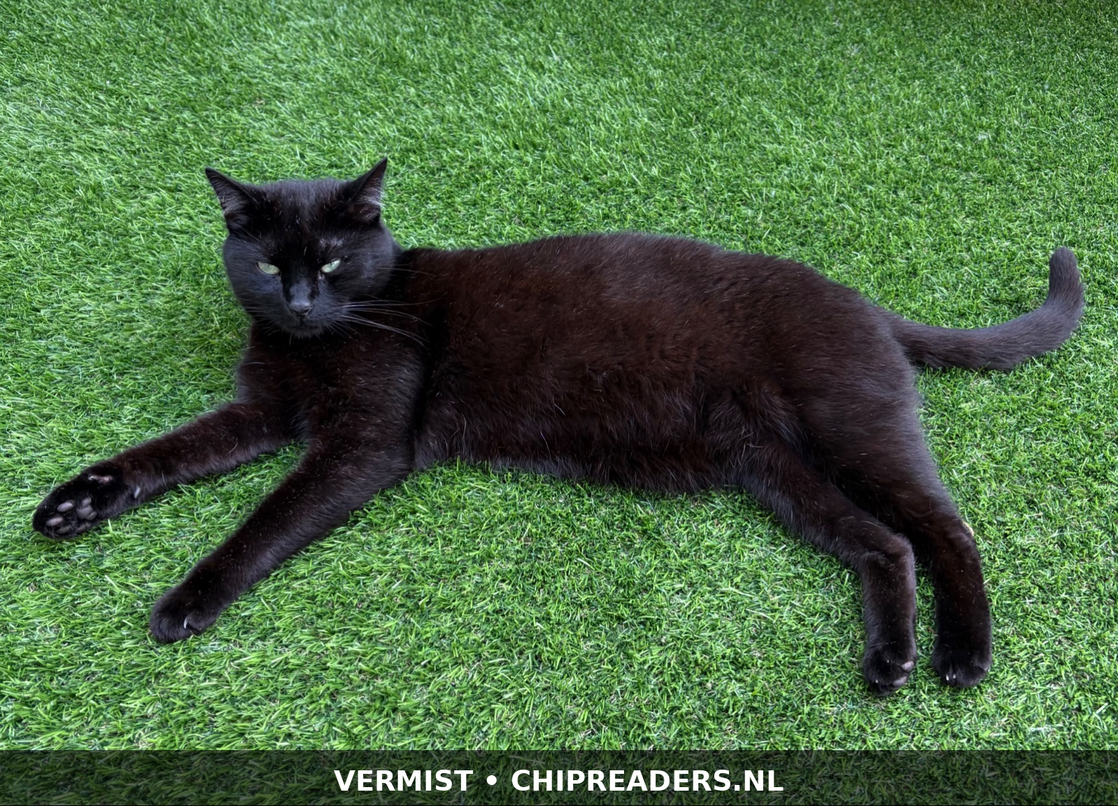 Foto van Pip