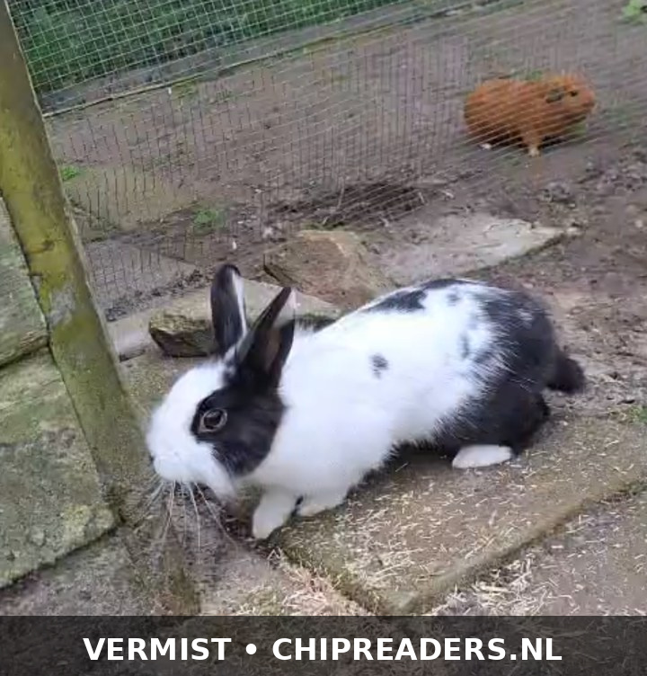 Nijntje
