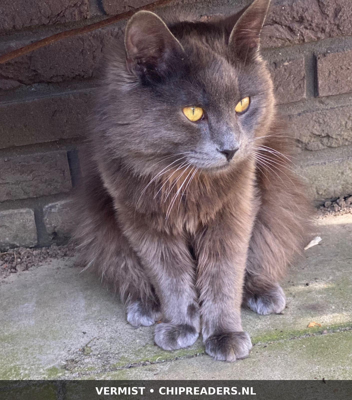 Foto van Raffie