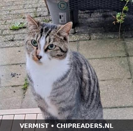 Foto van Loki