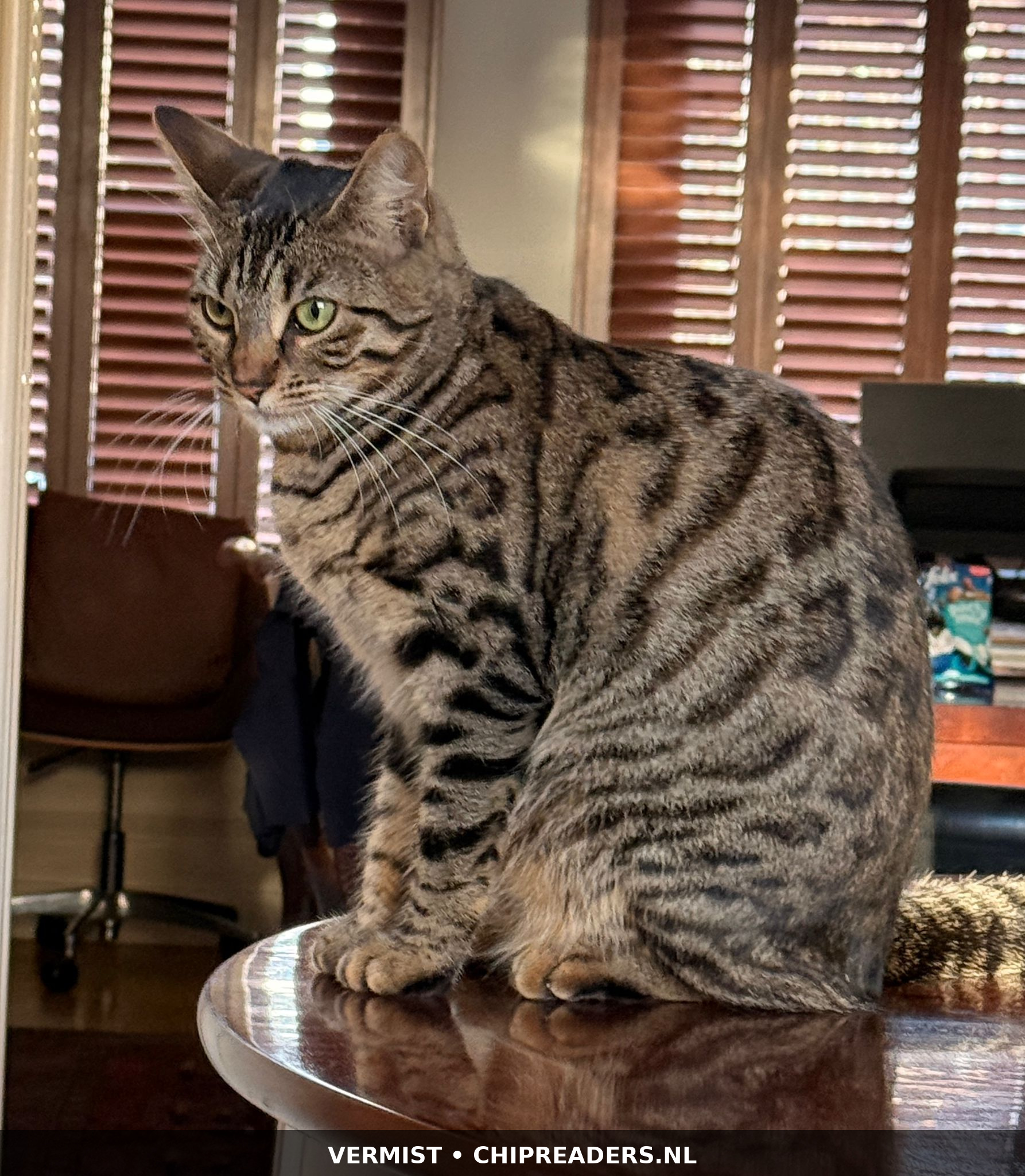 Bibi