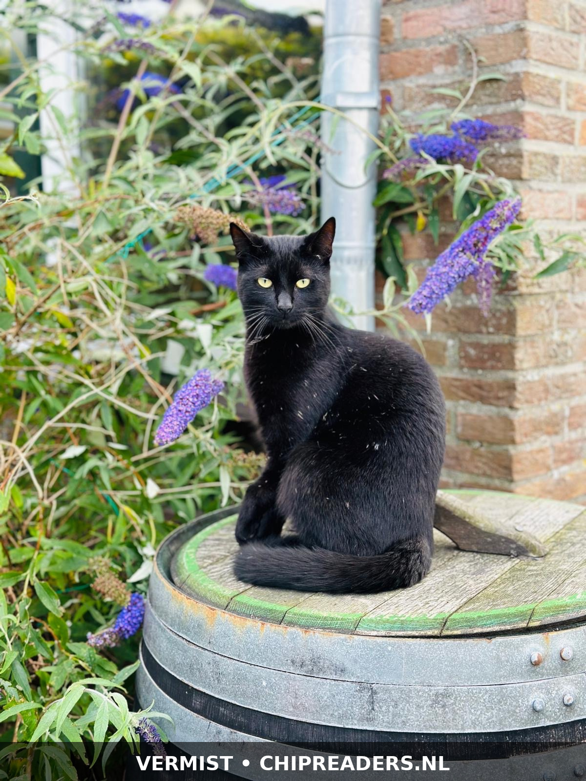 Foto van Nelis