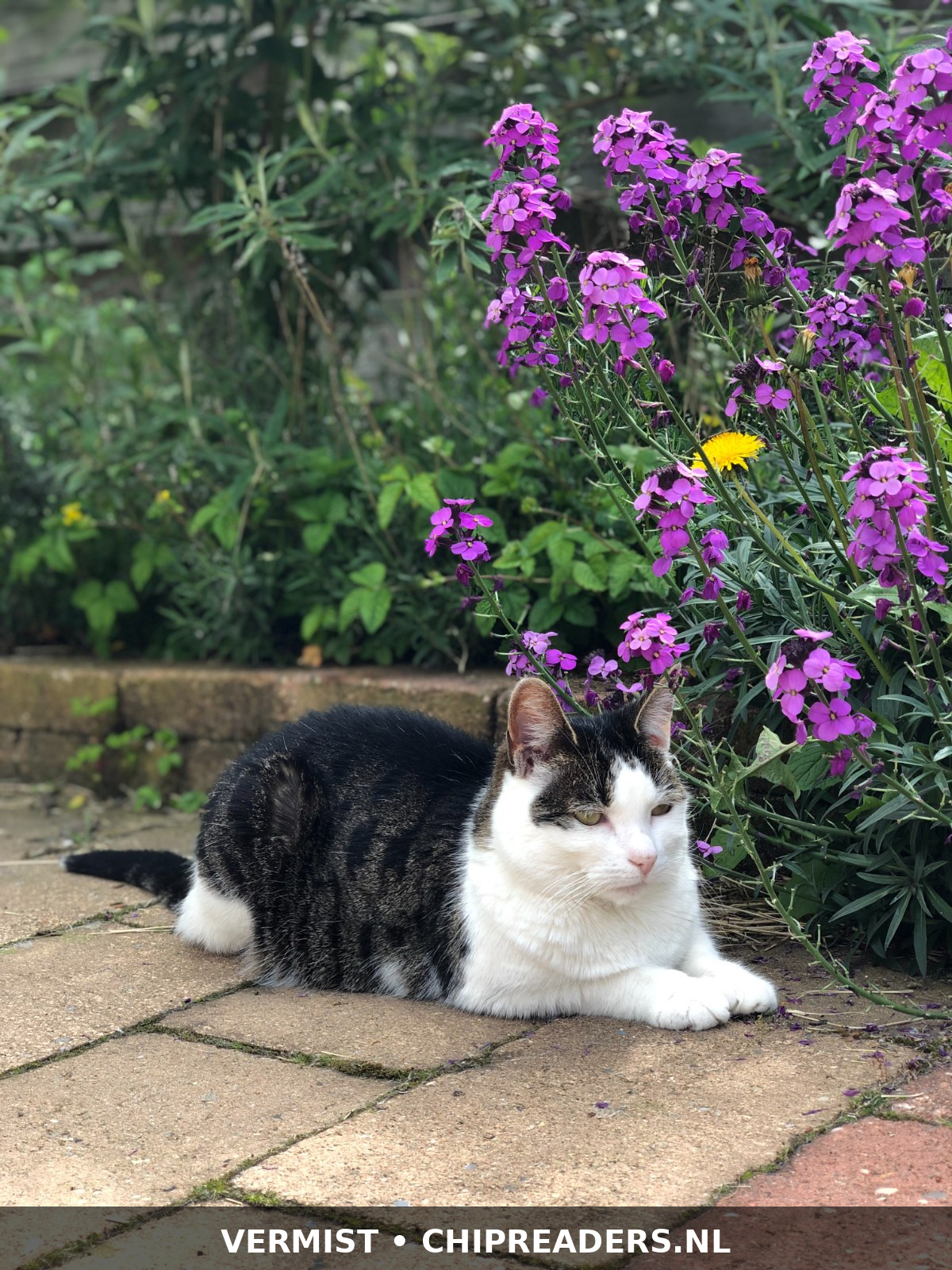 Foto van Woepie