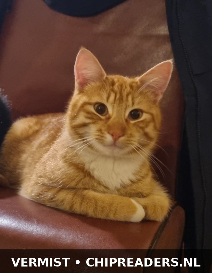 Koos