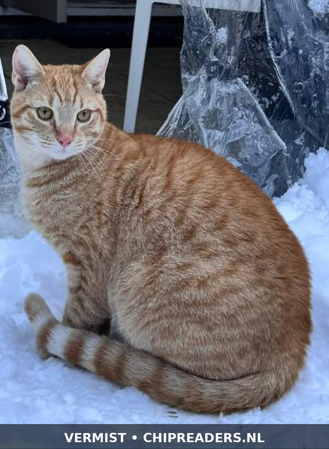 Simba