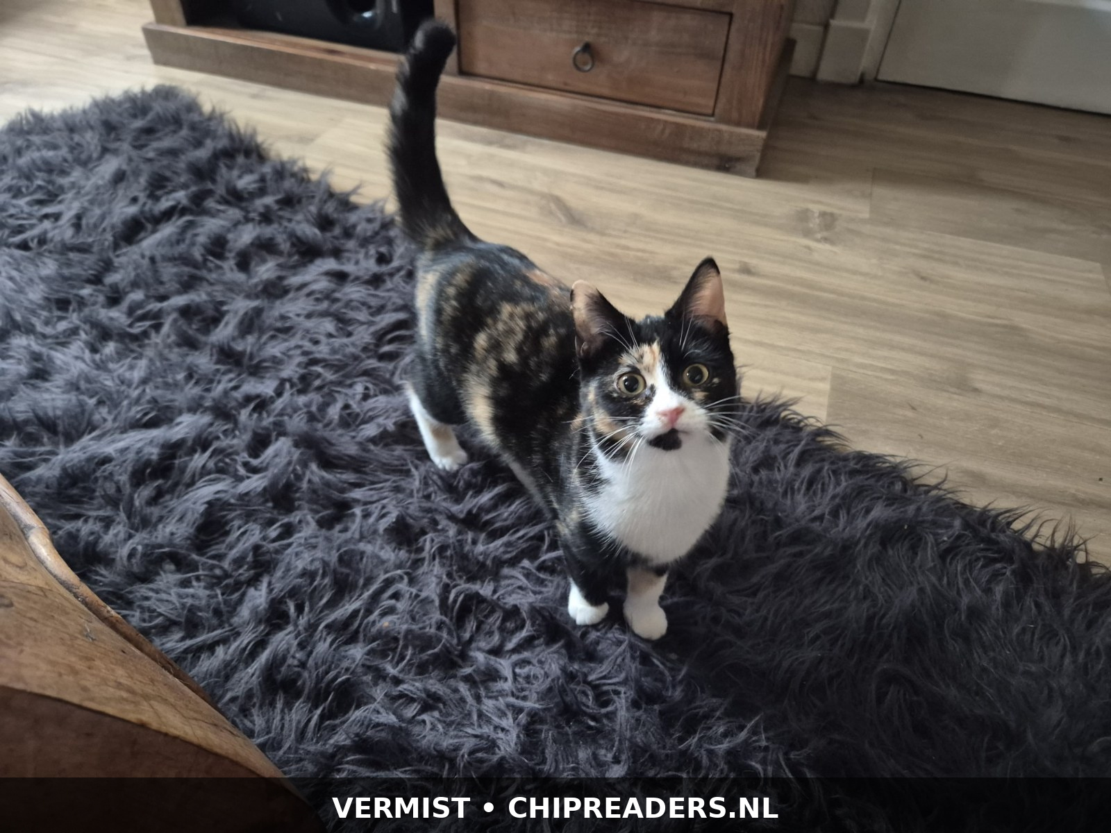 Moesje