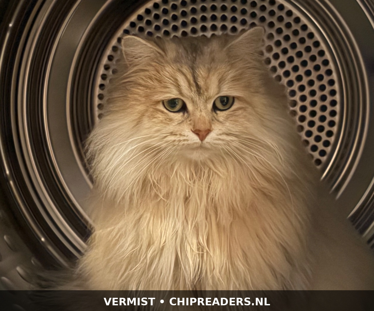 Foto van Kitty