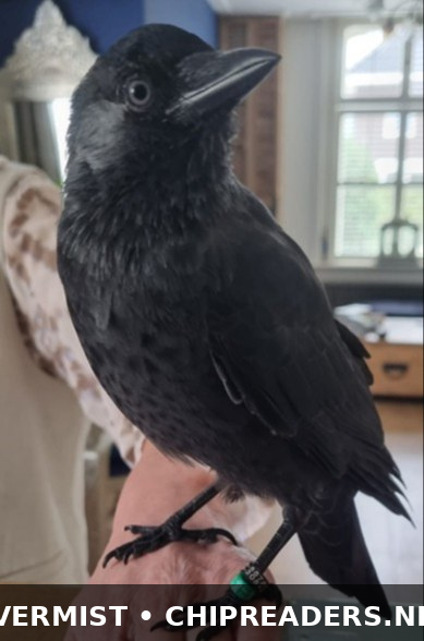 Foto van Tjippie