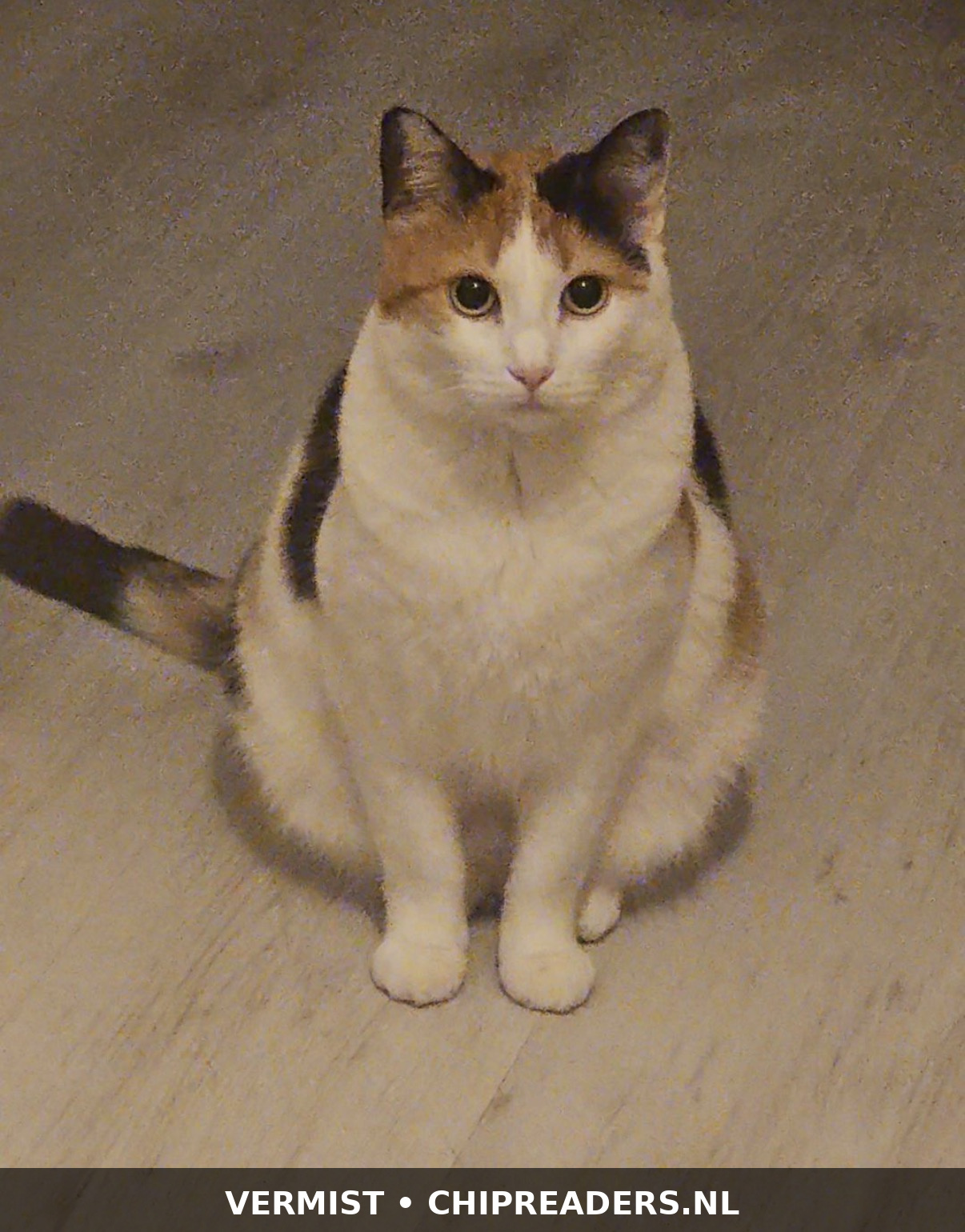 KITTY foto 1