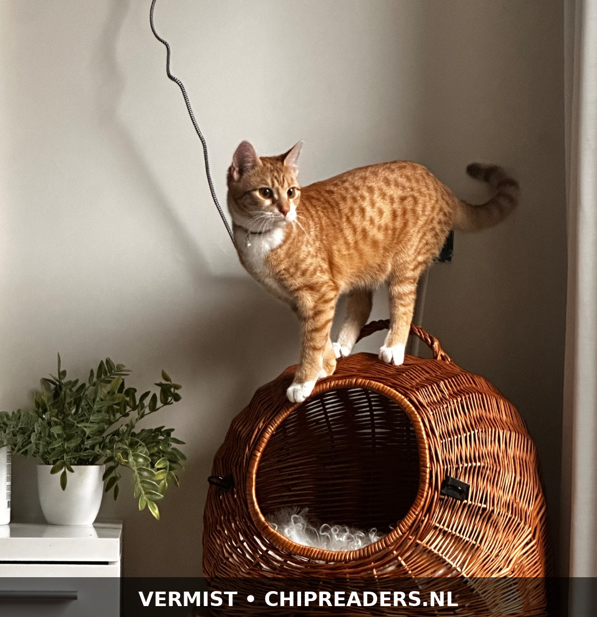 Foto van Cookie