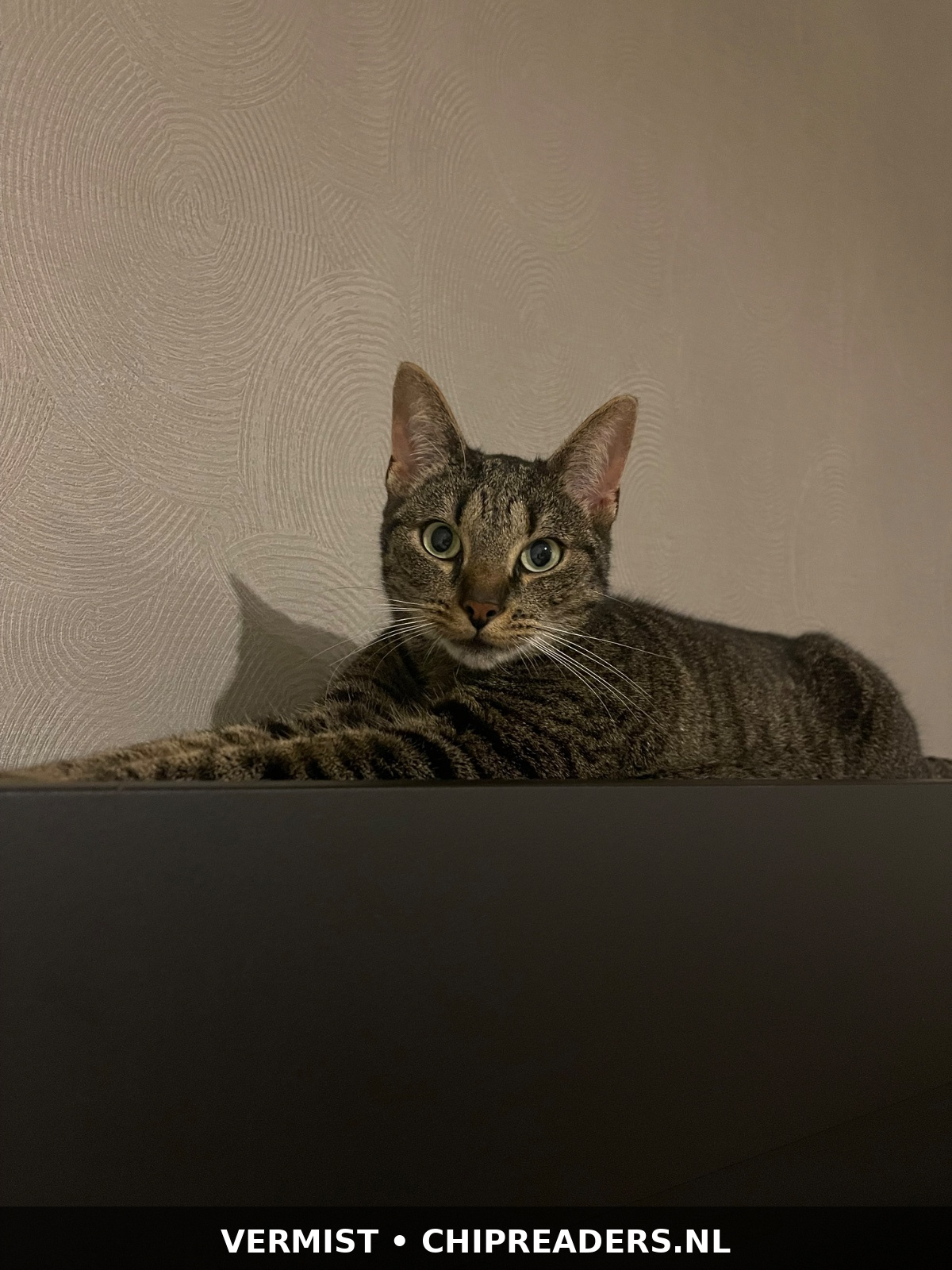 Foto van Simba