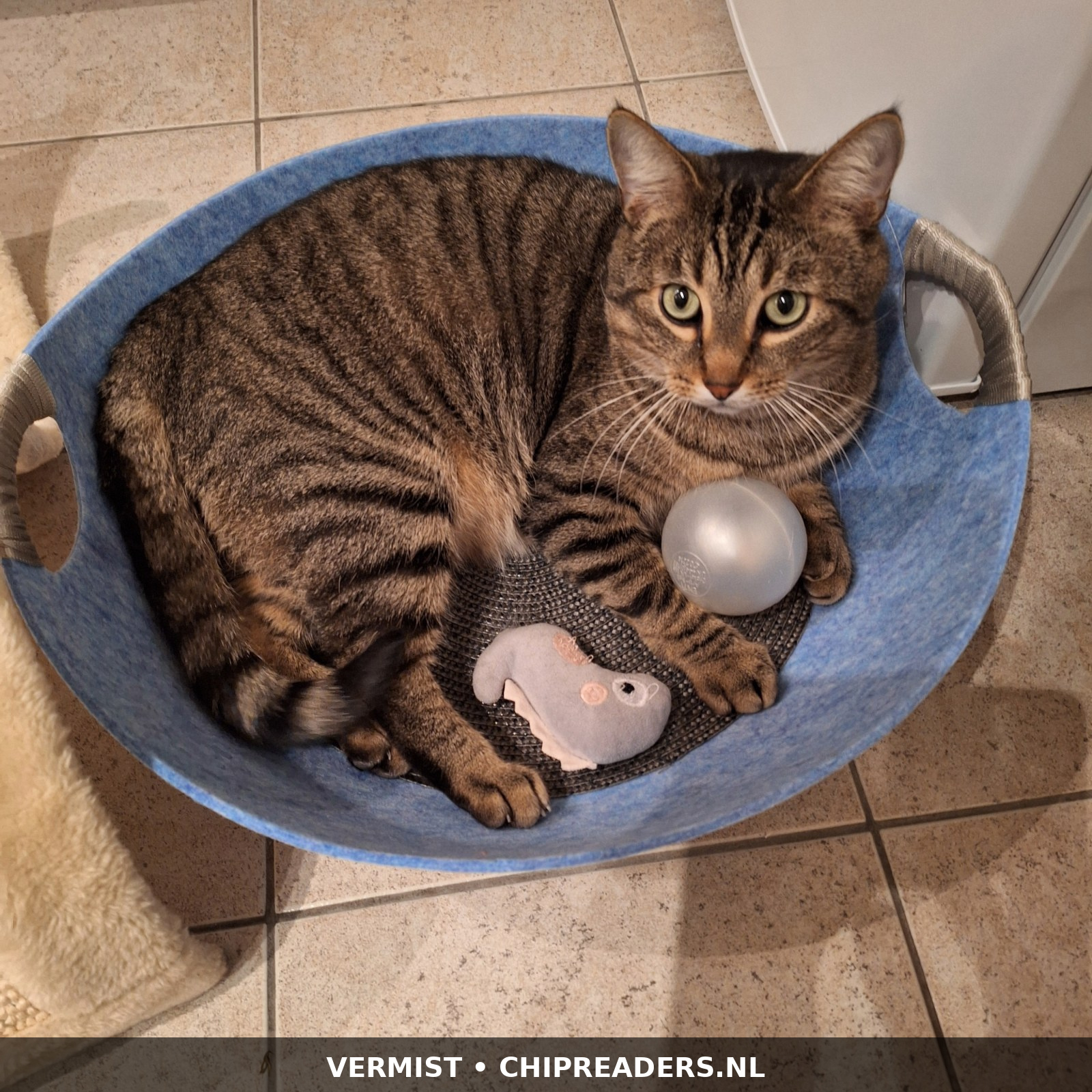 Foto van Tobias - roepnaam Tobi