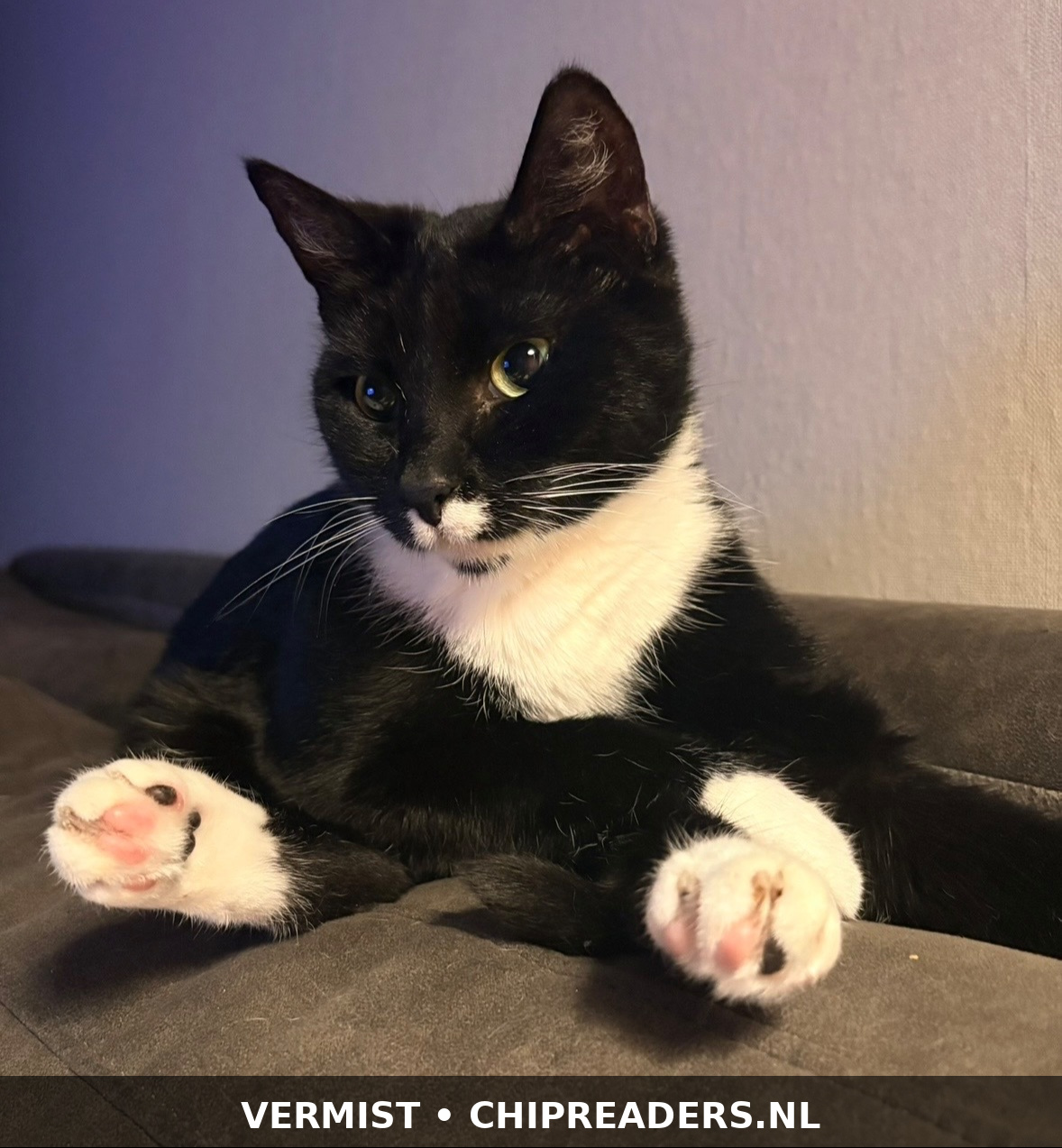 Foto van Muis
