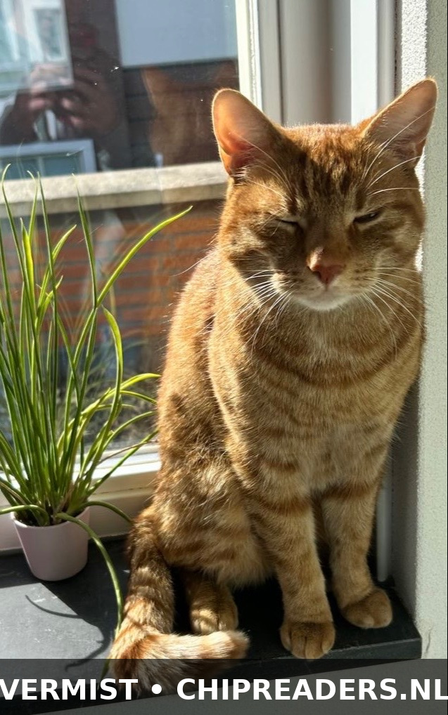 Foto van Flynn