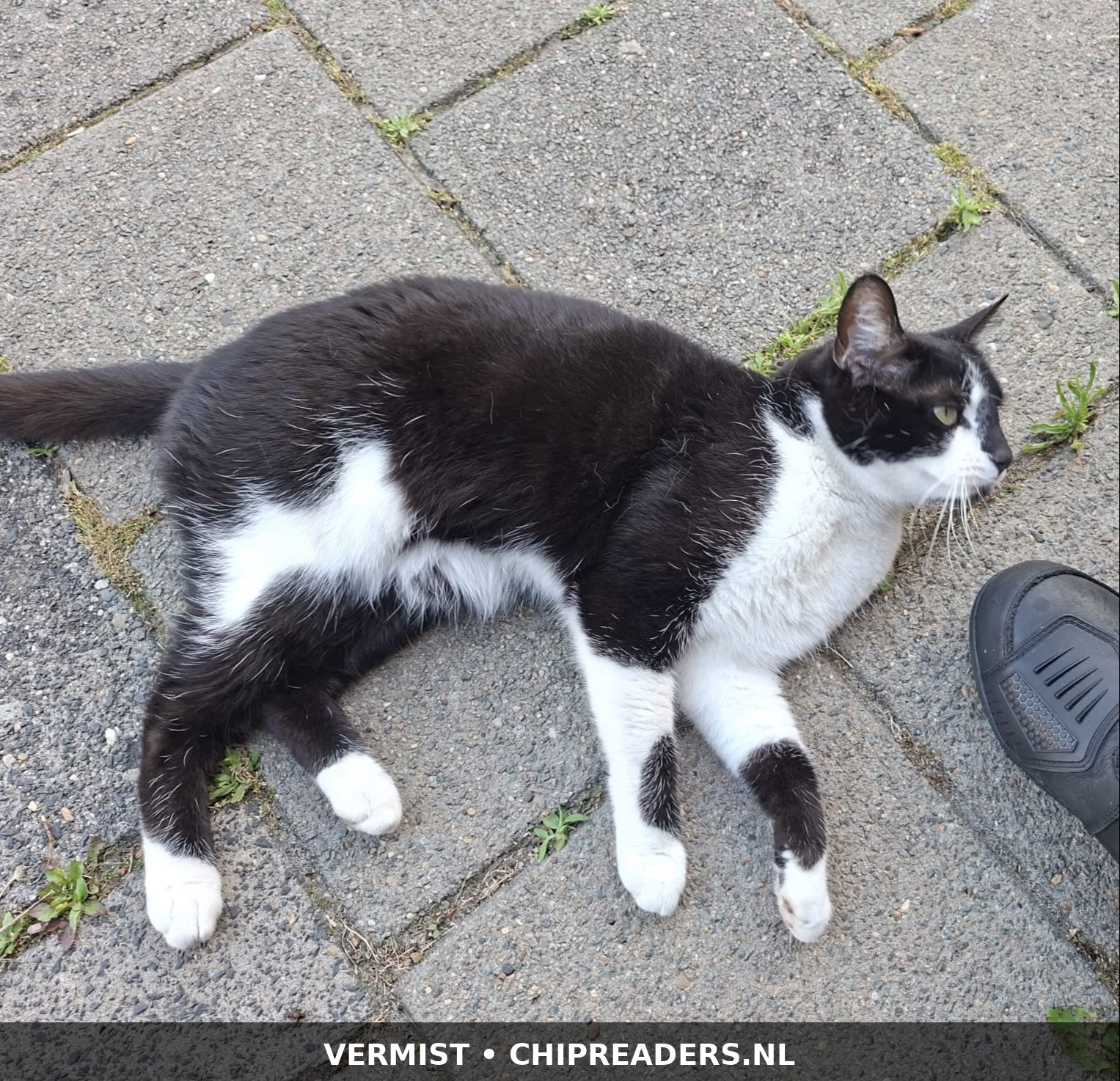 Foto van Tjeppie