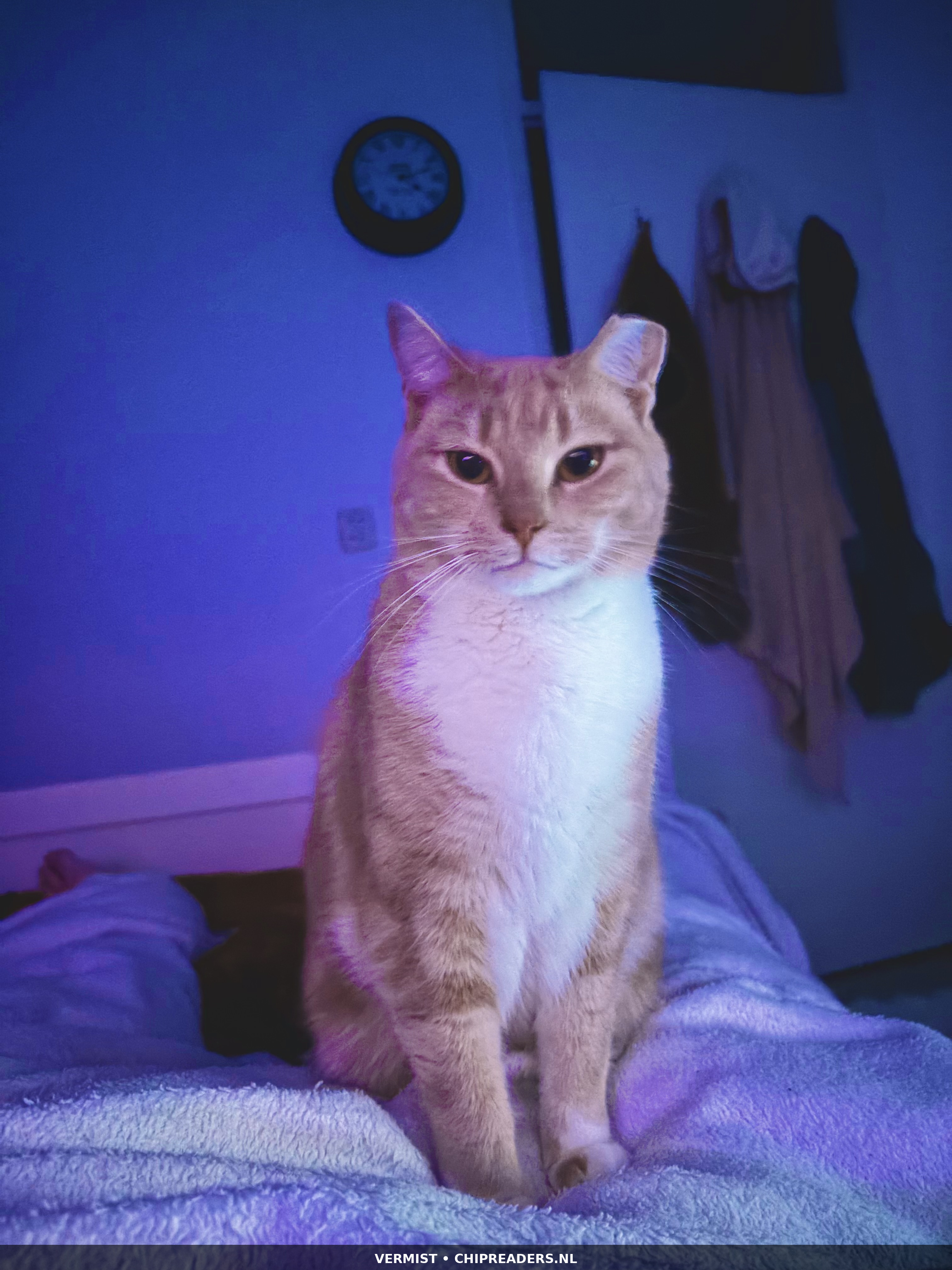 Kuma foto 3