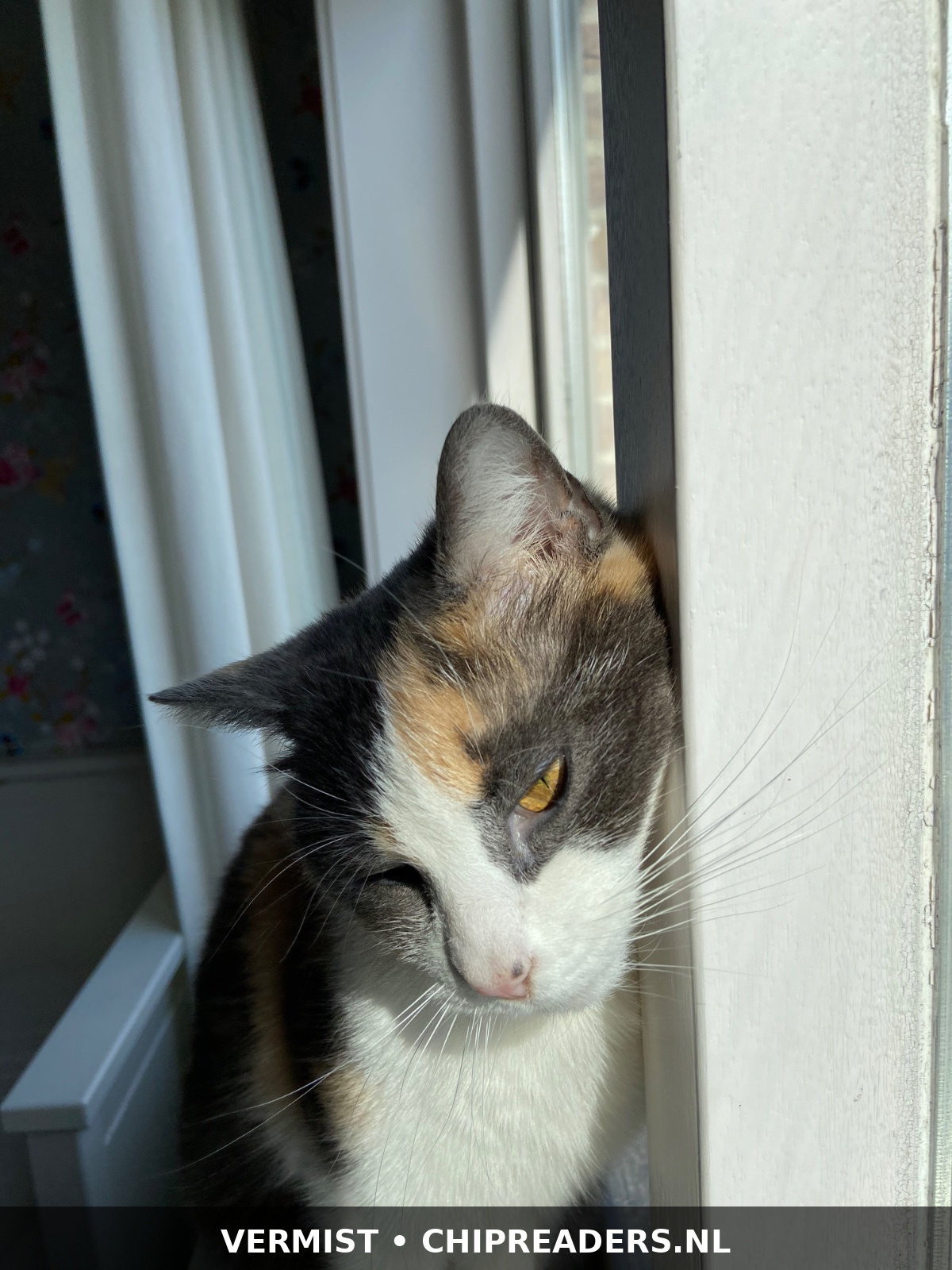 Foto van Saartje