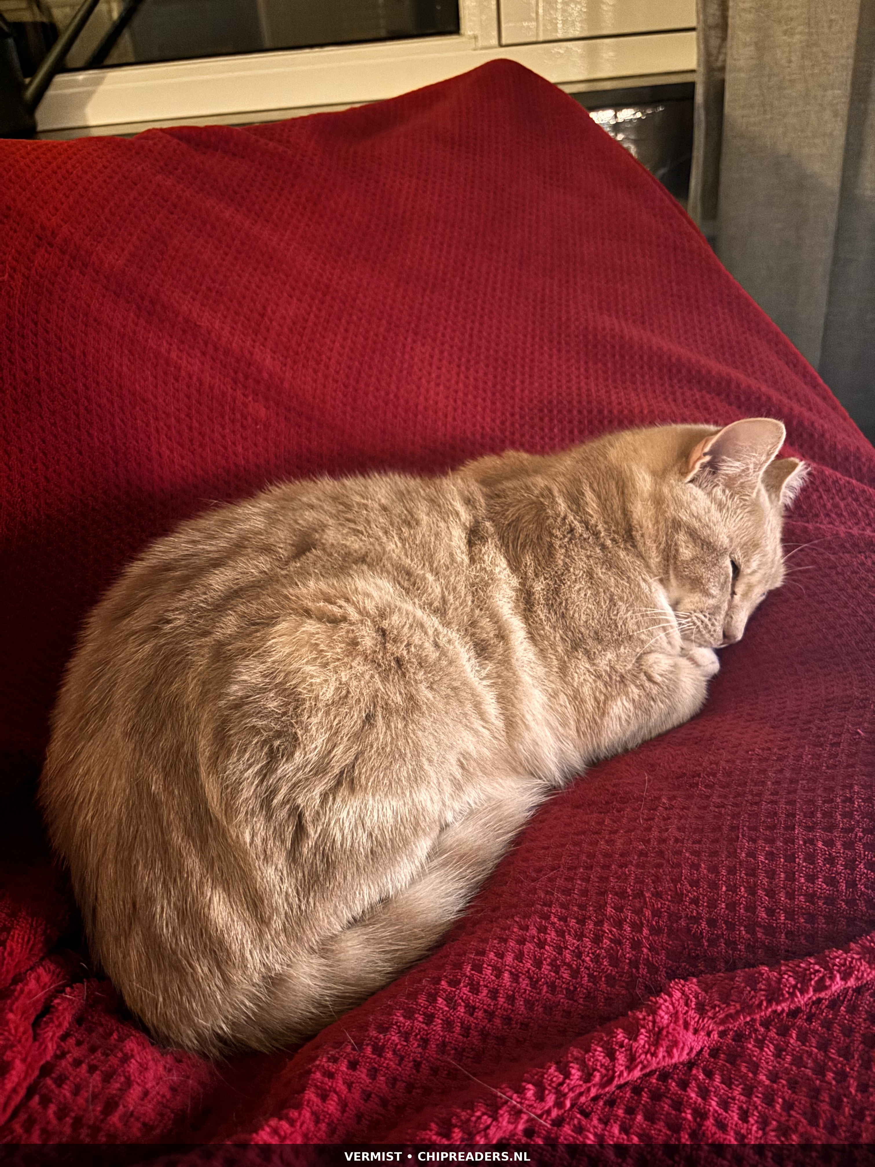 Kuma foto 5