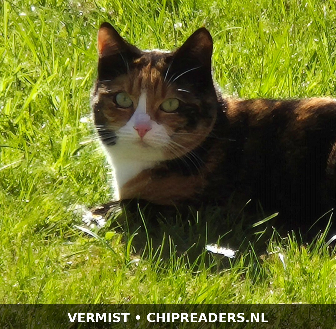 Foto van Bumba