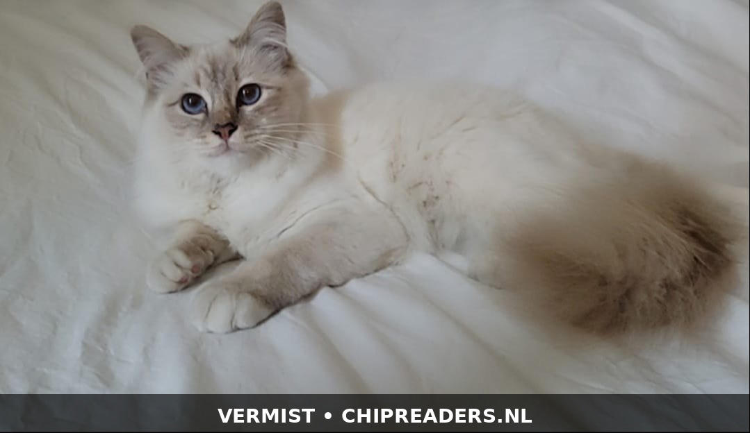 Foto van Saartje