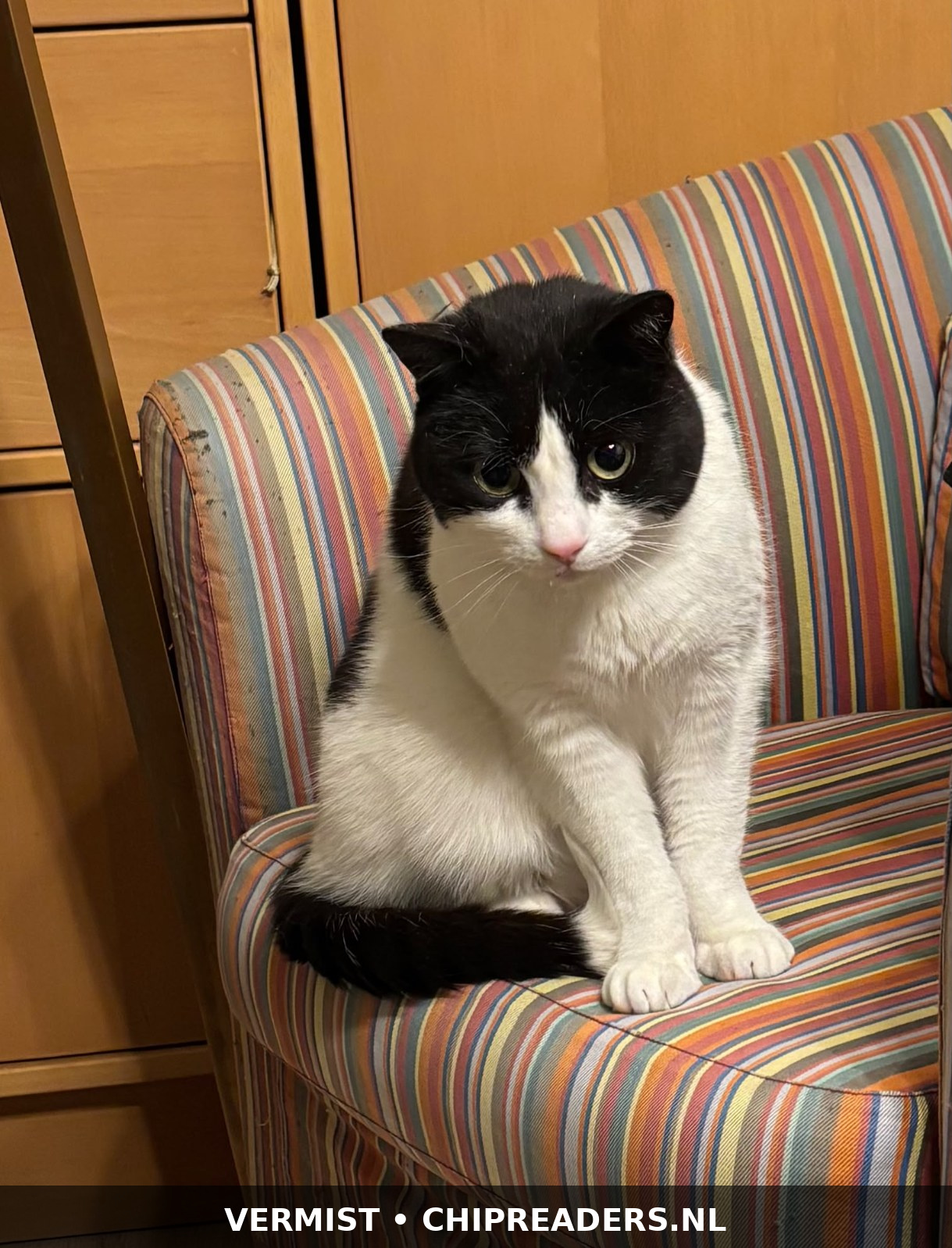 Foto van JoJo